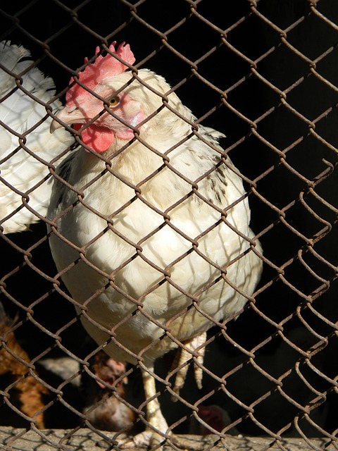 麻了！鹈鹕速度交易锡安！NBA第一脆皮球星…….
